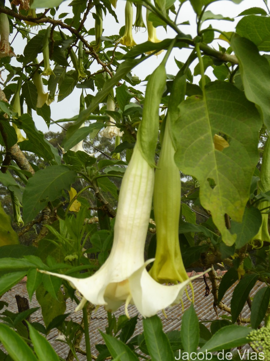 Brugmansia × candida Pers.